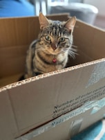 A tabby cat with green eyes sitting inside a cardboard box. The box has text printed on the side, including carton measurements. The cat is wearing a red collar with a bell.