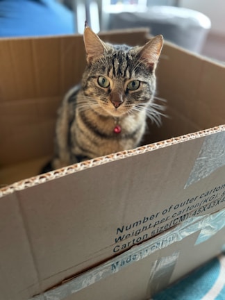 A tabby cat with green eyes sitting inside a cardboard box. The box has text printed on the side, including carton measurements. The cat is wearing a red collar with a bell.