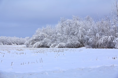 a snow covered field with trees in the background