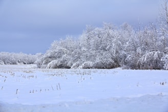 a snow covered field with trees in the background