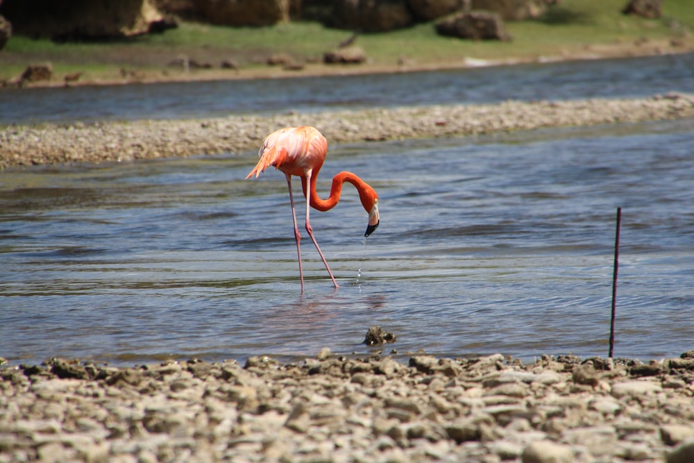 a pink flamingo standing in a body of water