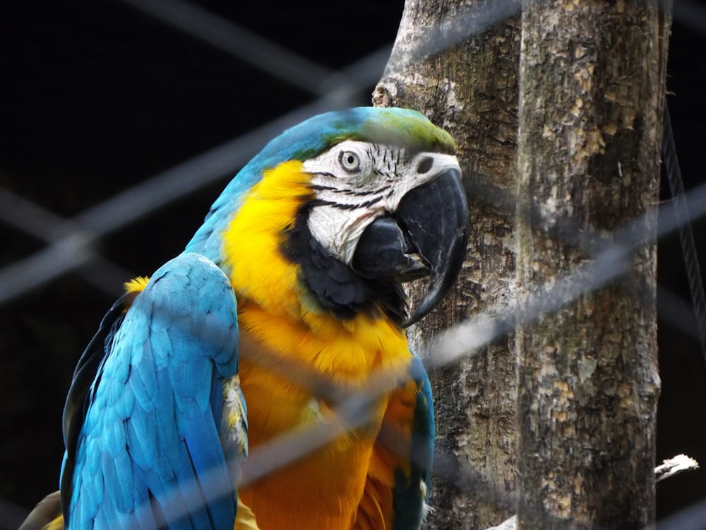 a blue and yellow parrot standing next to a tree