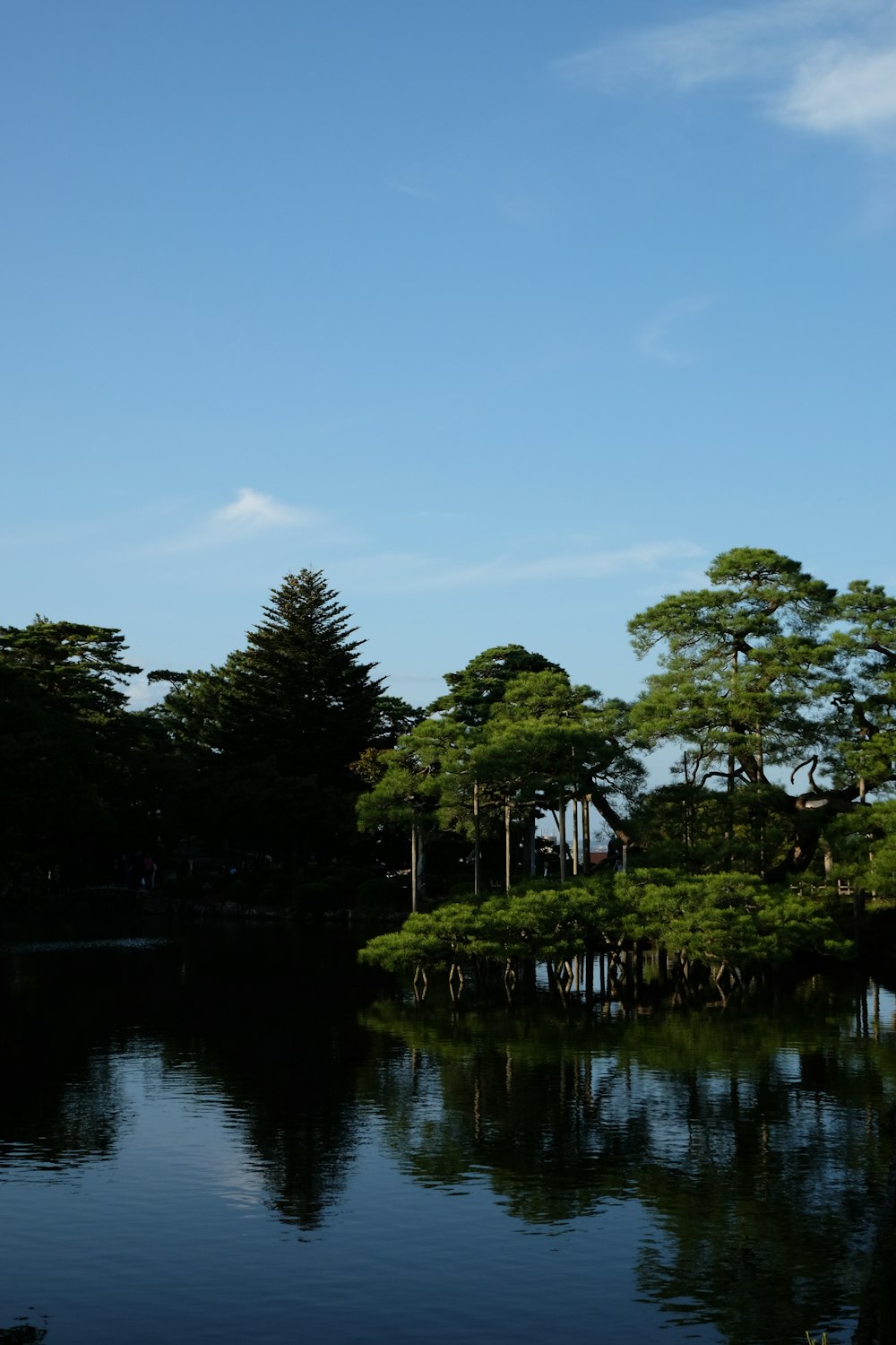 a body of water surrounded by lots of trees