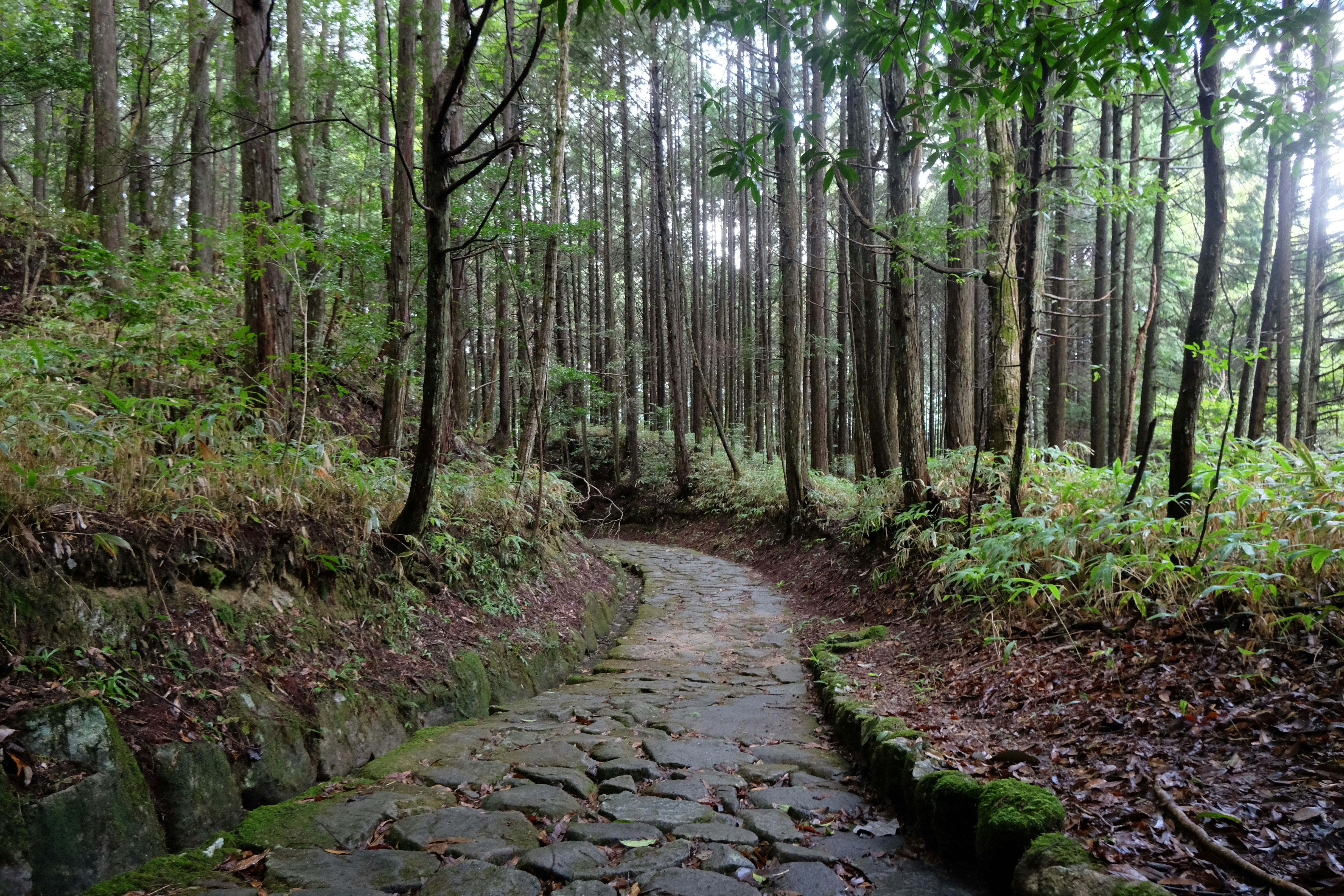 Forest bathing in Kumano Kodo
