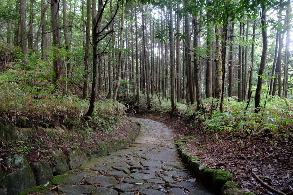 a stone path in the middle of a forest