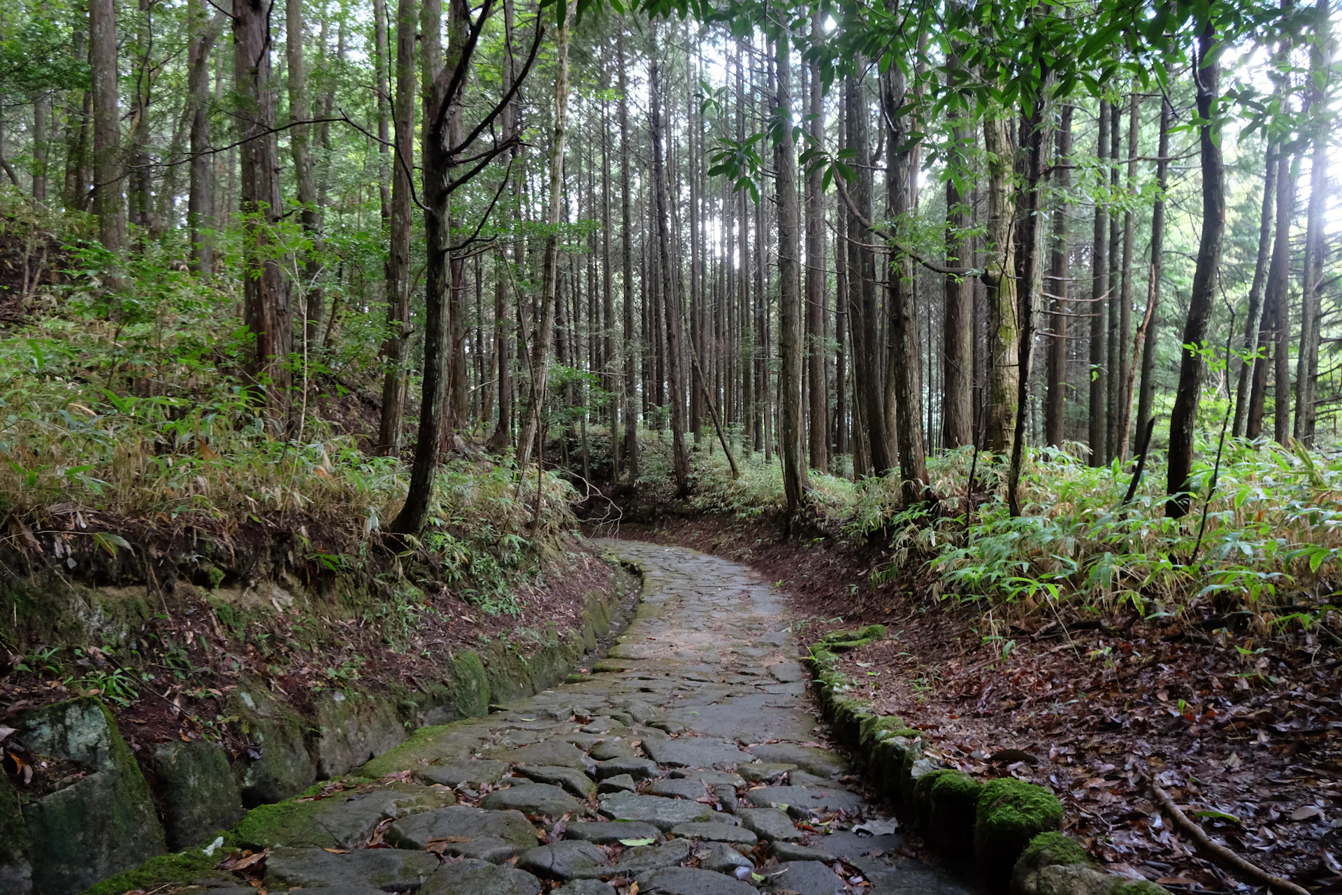 Cobbled stone path winding through a cedar forest
