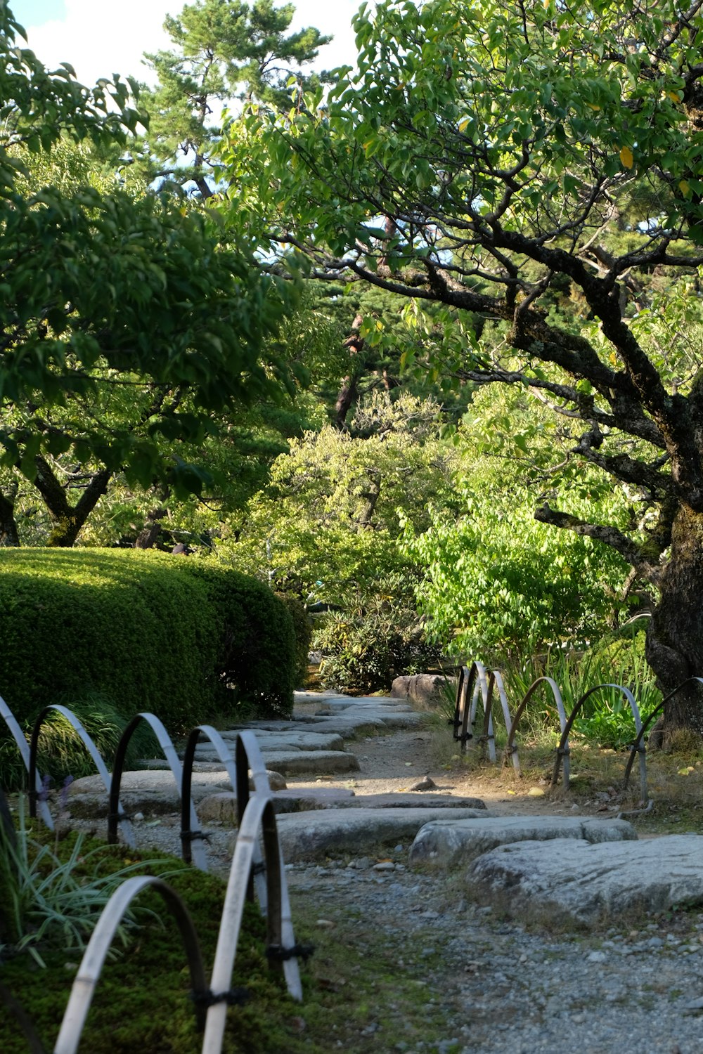 um caminho em um parque com árvores e arbustos