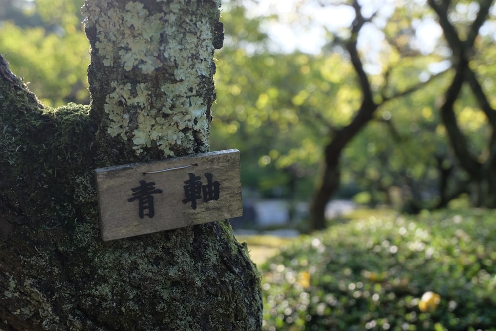 uma placa em uma árvore em um parque