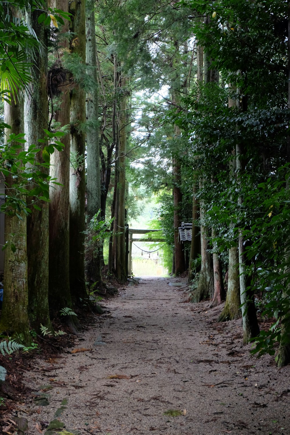 a dirt path in the middle of a forest