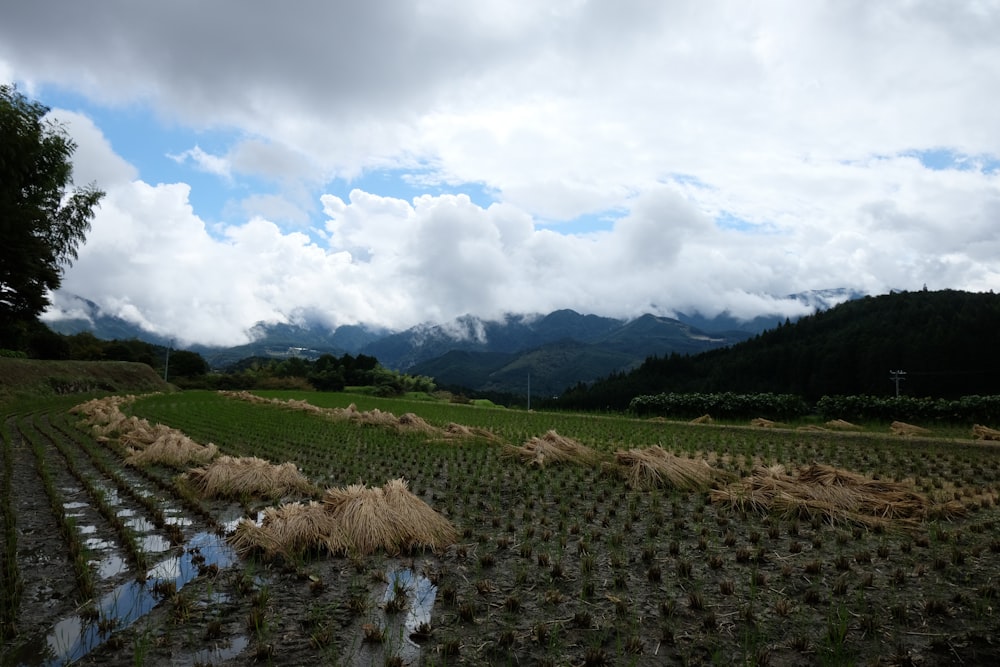 un grand champ d’herbe avec des montagnes en arrière-plan