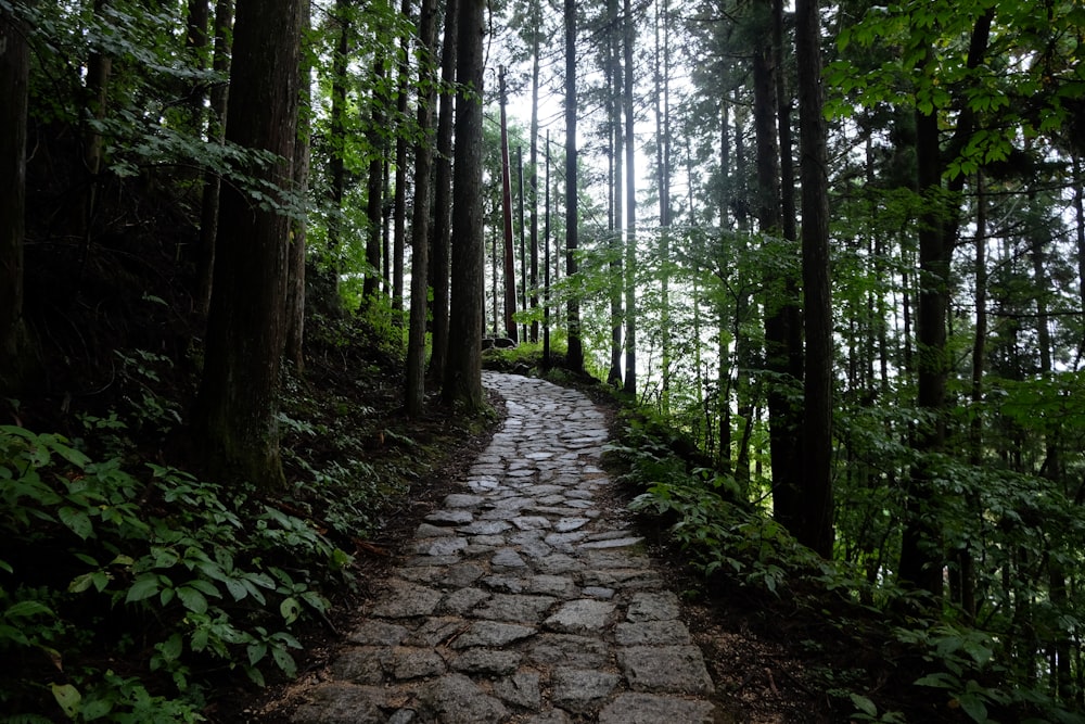 a stone path in the middle of a forest