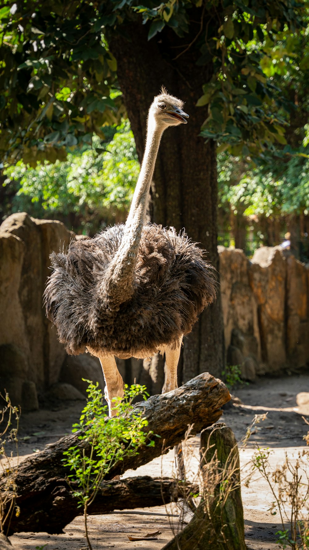 an ostrich standing on a log in a zoo enclosure