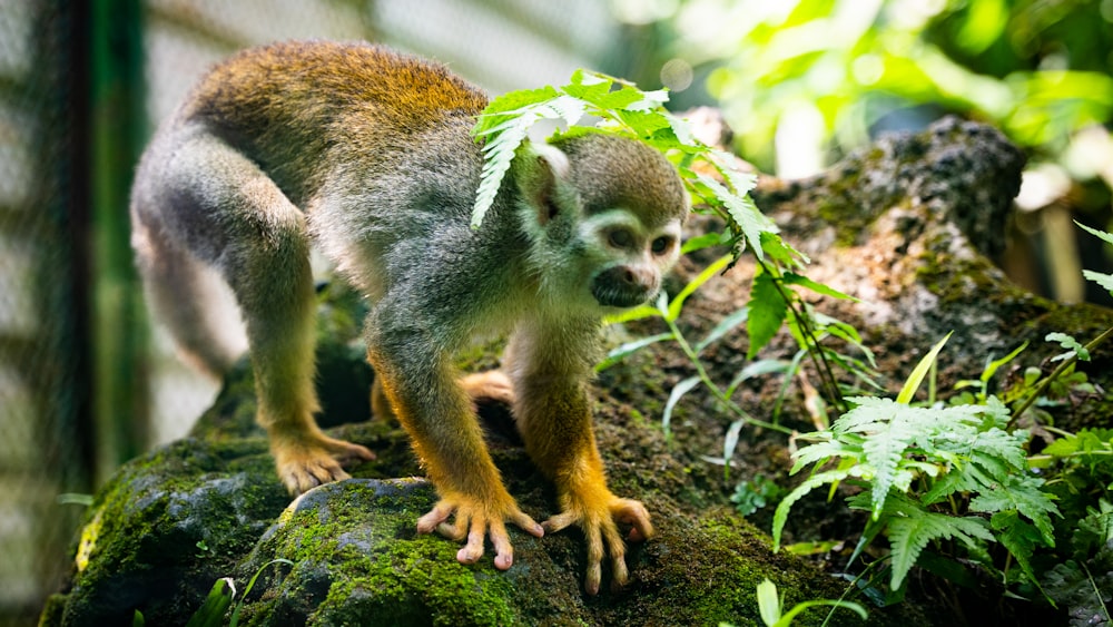 a small monkey standing on top of a moss covered rock