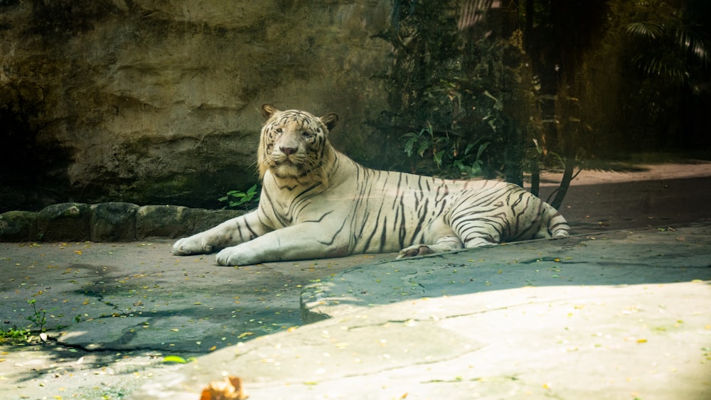 a white tiger laying on the ground in a zoo