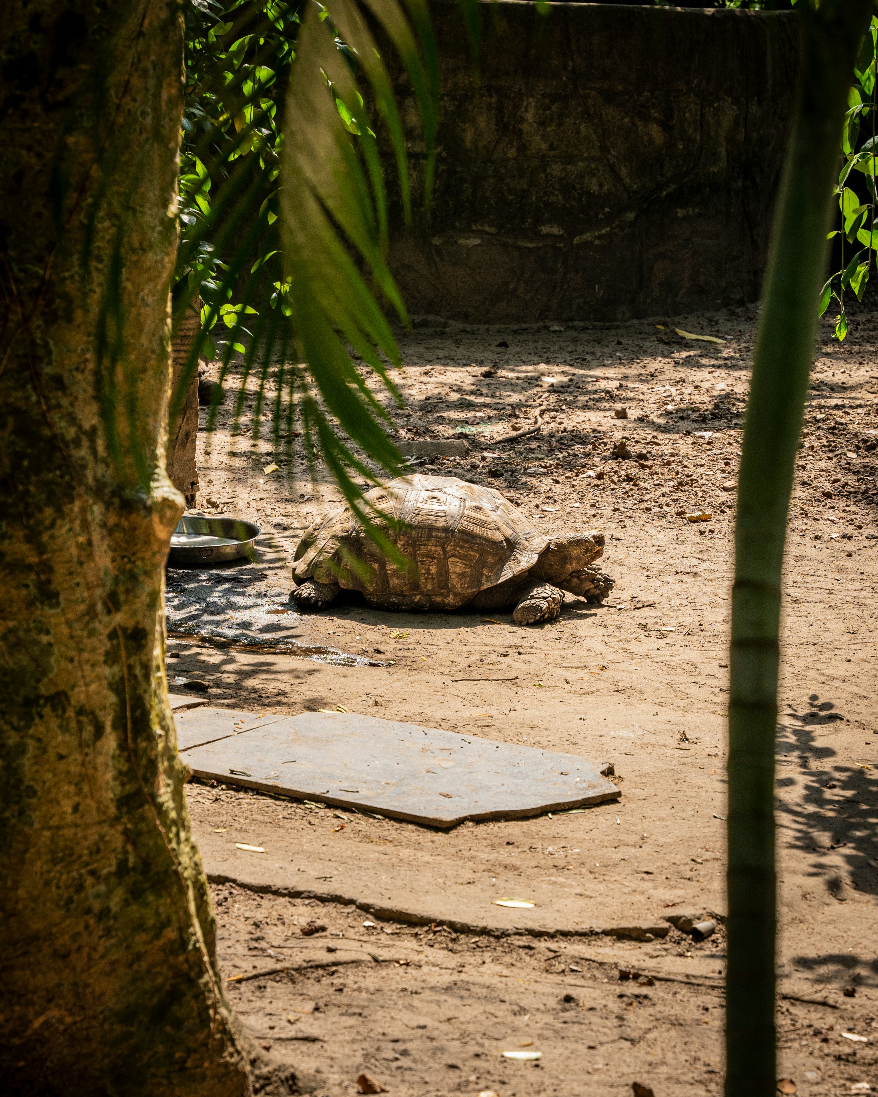 A turtle in its natural habitat as part of conservation efforts