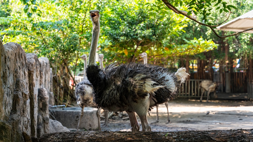 an ostrich standing on a log in a zoo