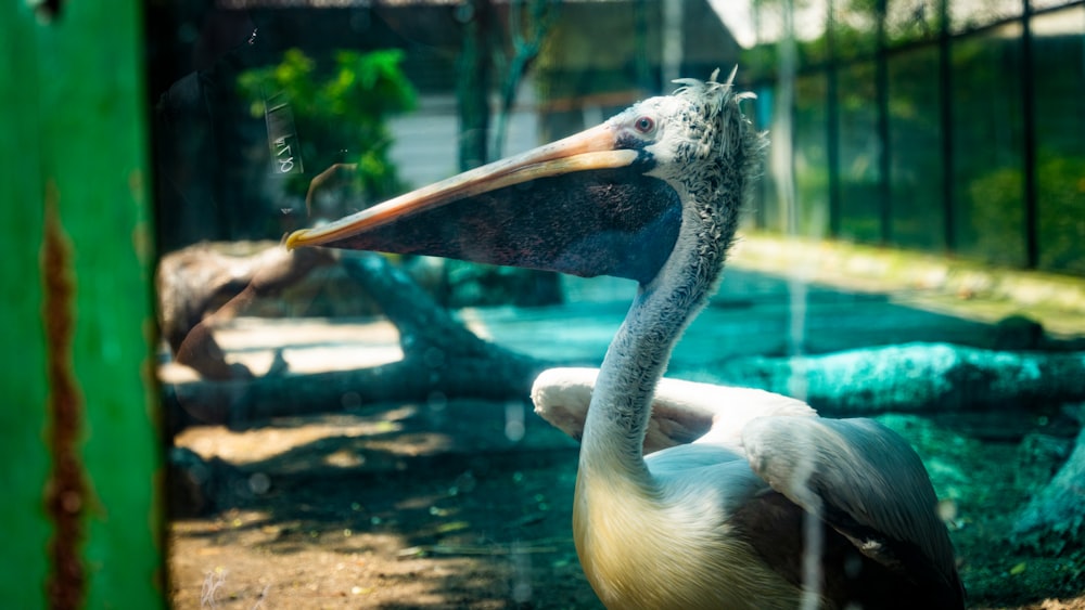 a large bird with a long beak standing in the dirt