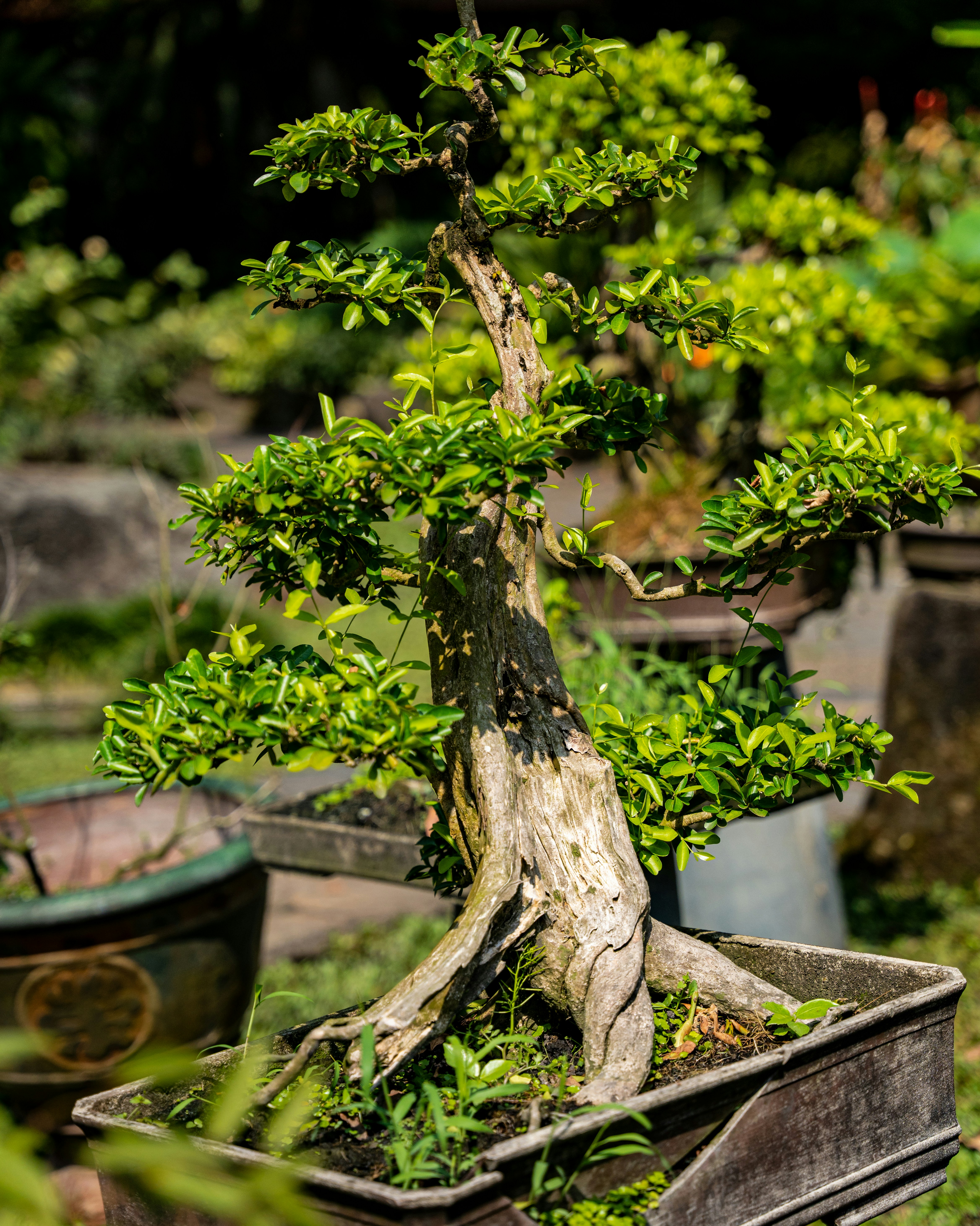 A close-up of a miniature bonsai tree kit with a thick, gnarled trunk and small green leaves in a rectangular pot.