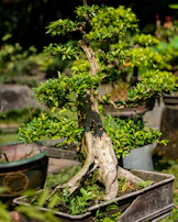 A bonsai tree shaped like a miniature pine, set against a blurred garden background.