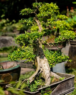 A close-up of a delicate bonsai tree with lush green leaves against a soft blurred background.