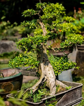 A close-up of a delicate bonsai tree with lush green leaves against a soft blurred background.