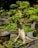 A small, intricately shaped bonsai tree with lush green leaves and a thick, textured trunk sits in a rectangular, dark-colored pot. The background is filled with blurred greenery, suggesting a garden setting.