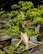 A small, intricately shaped bonsai tree with lush green leaves and a thick, textured trunk sits in a rectangular, dark-colored pot. The background is filled with blurred greenery, suggesting a garden setting.