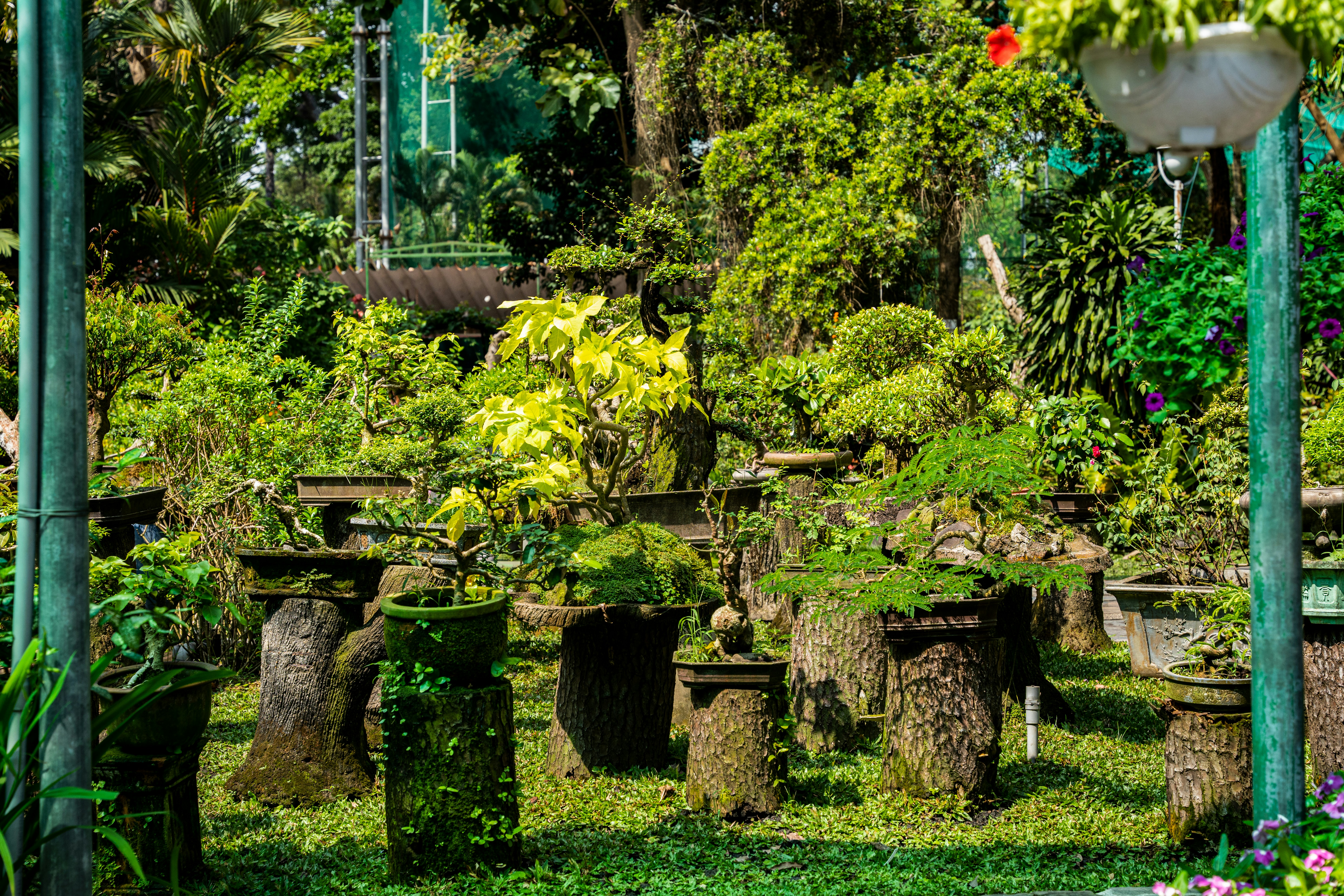 Thujor och buskar till salu