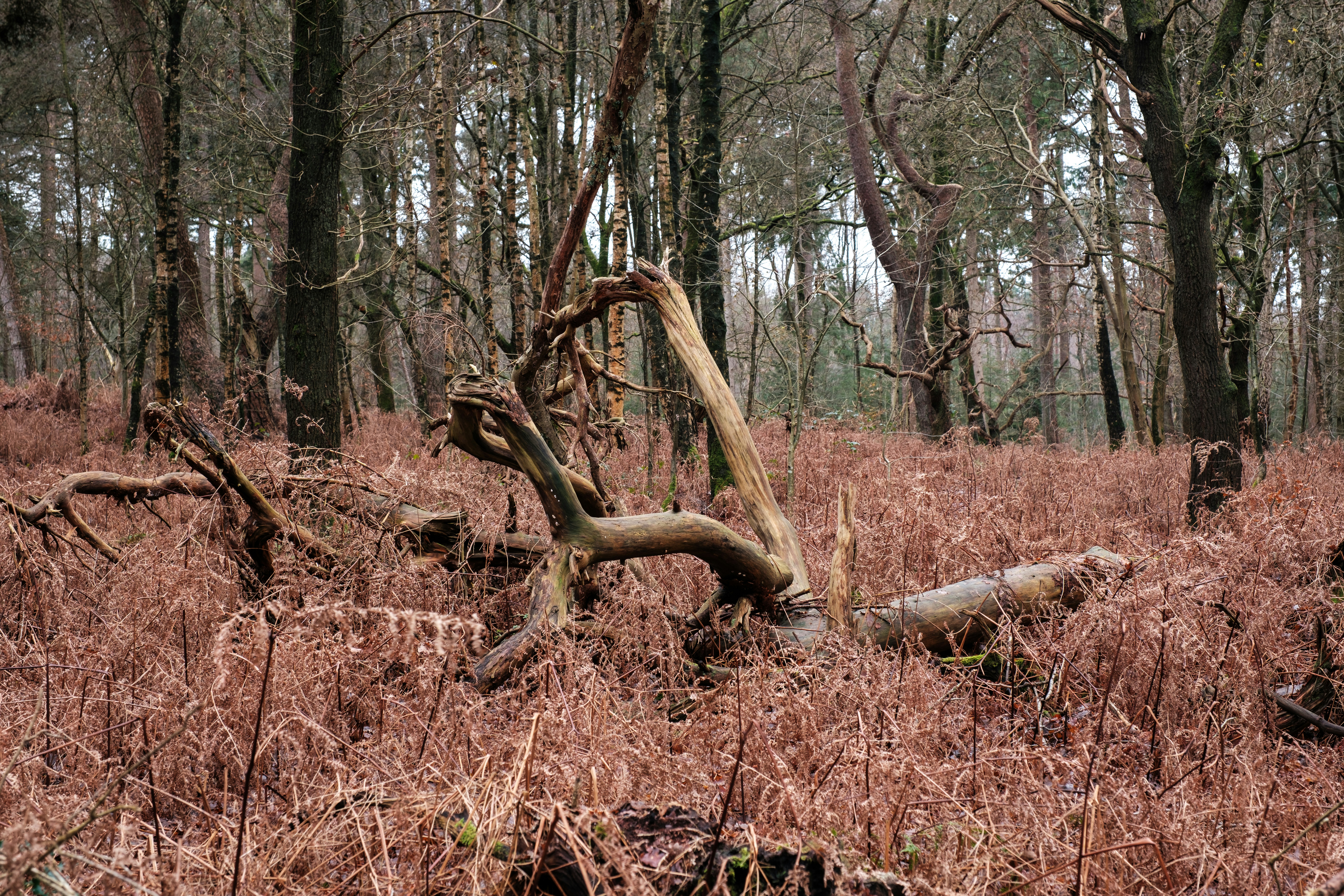 Photo by haberdoedas2