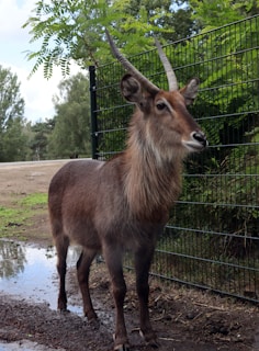 A large antelope with long, curved horns standing next to a metal fence. The animal has a shaggy brown coat and is positioned on a muddy ground near a small puddle. Surrounding the area are lush green trees and bushes.