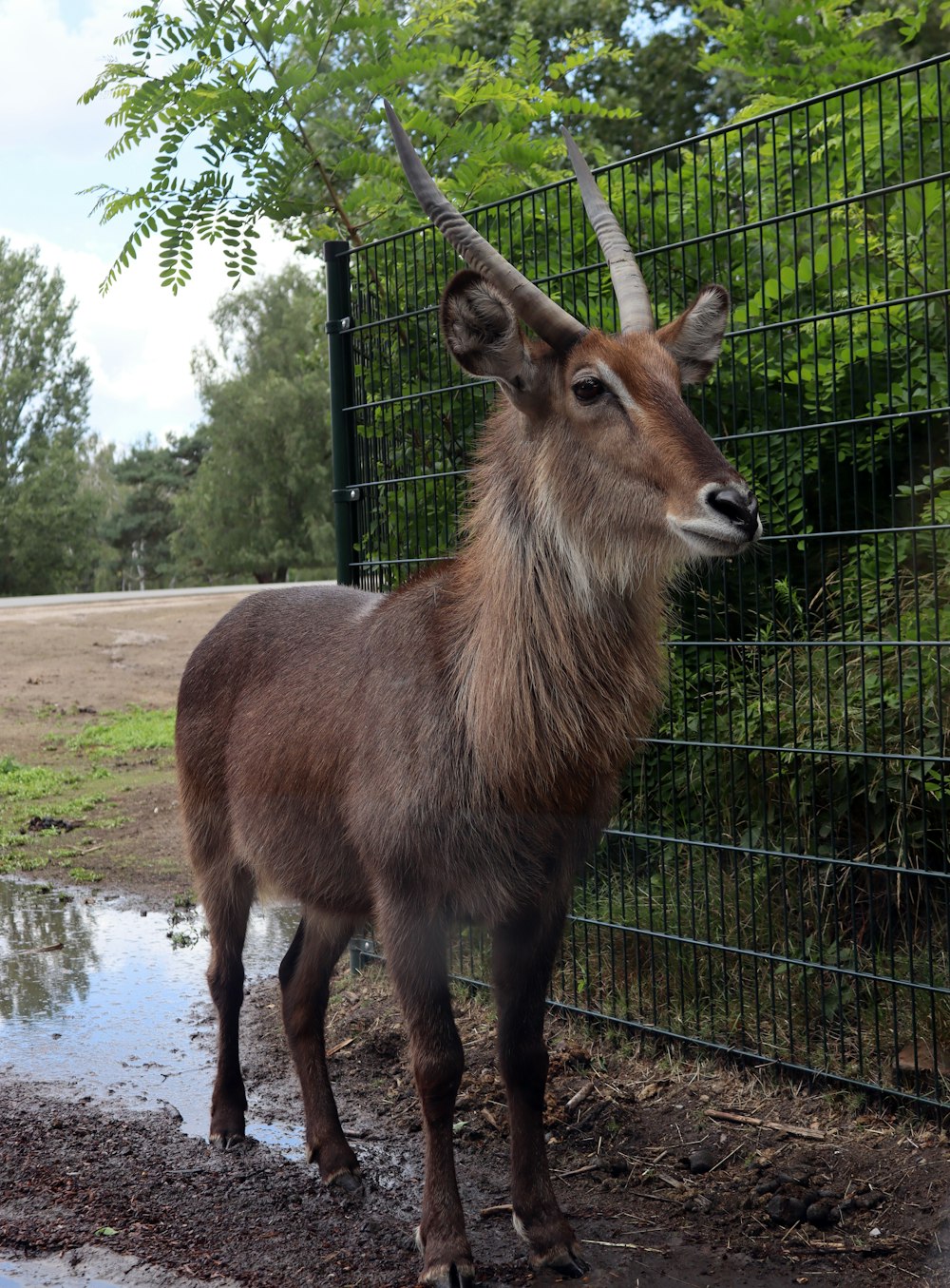 a brown goat standing next to a metal fence