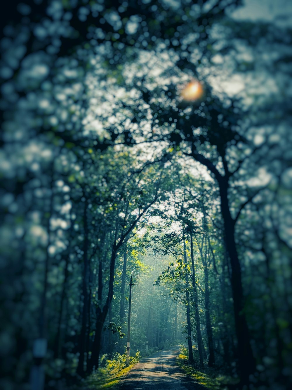 a dirt road in the middle of a forest