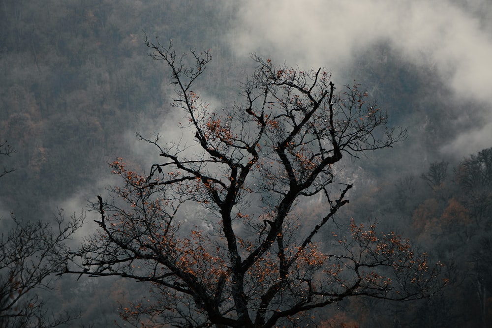 a tree with no leaves in front of a mountain