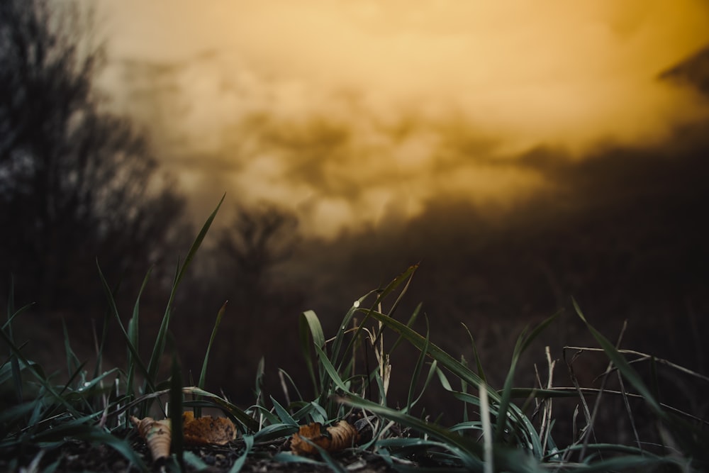 a blurry photo of grass with a sky in the background