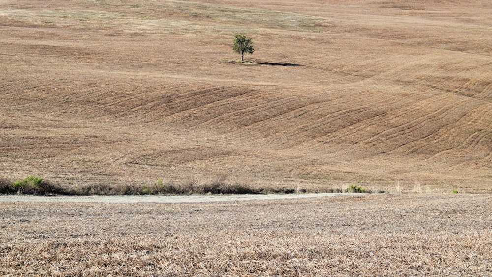 un albero solitario in mezzo a un campo