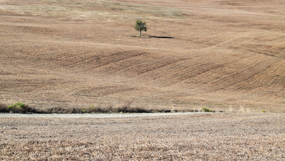 a lone tree in the middle of a field