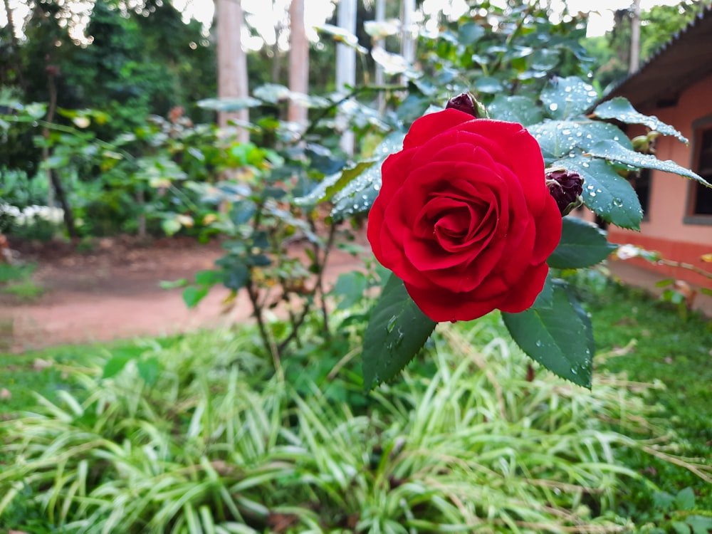 Una sola rosa rossa è in un giardino