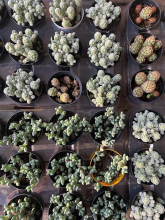 a bunch of plants that are in some pots