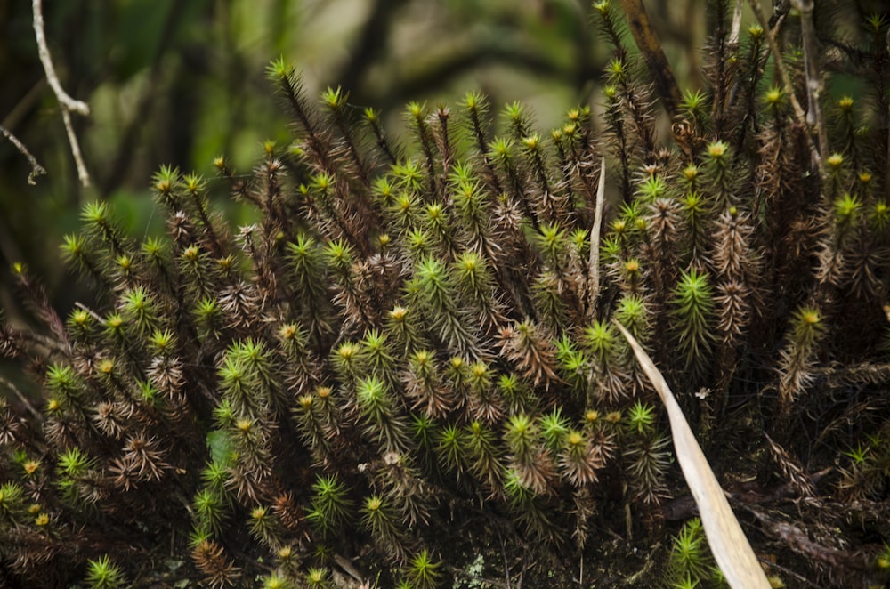 a close up of a bunch of green plants