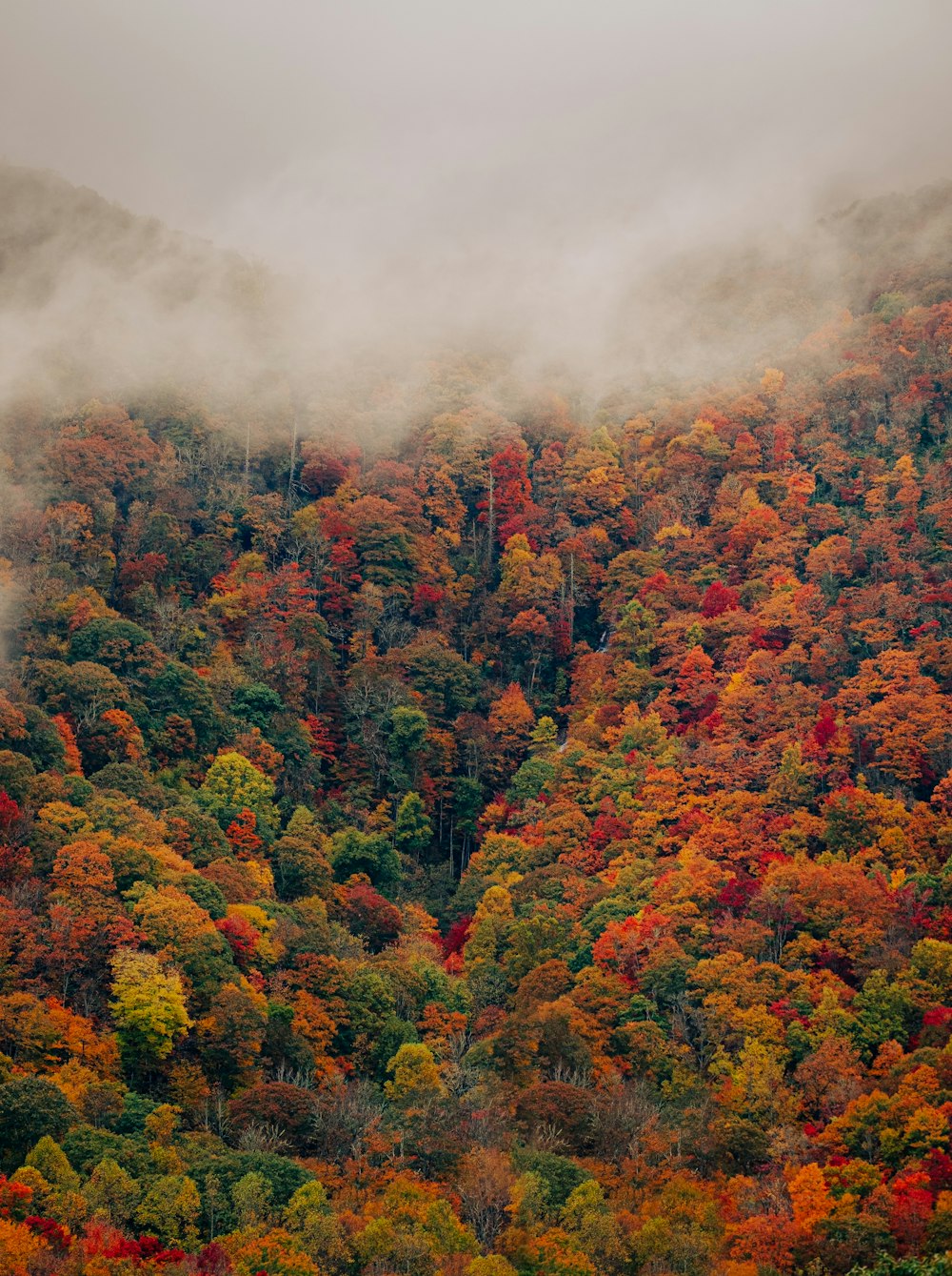a mountain covered in lots of colorful trees