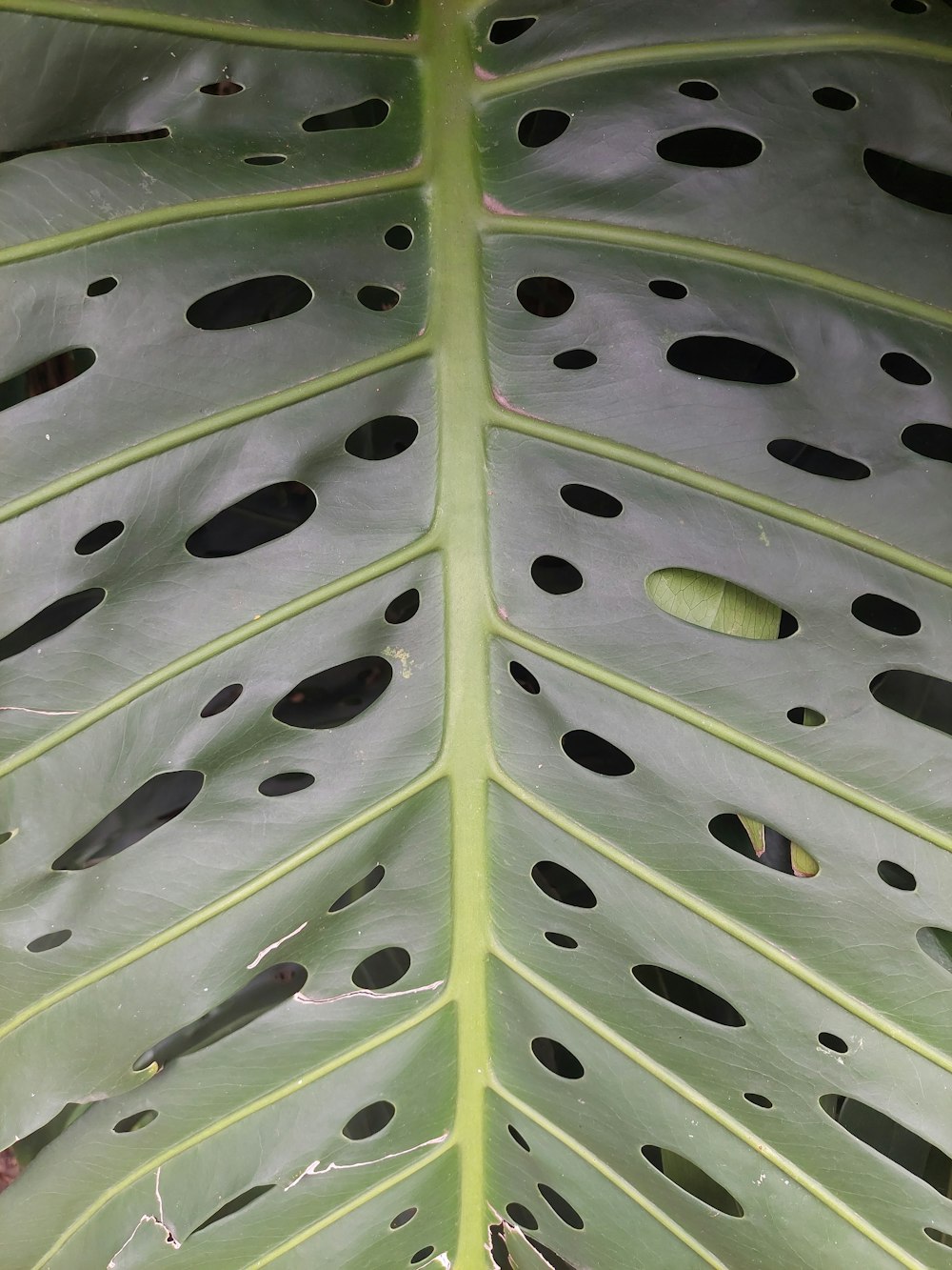 a close up of a leaf with holes in it