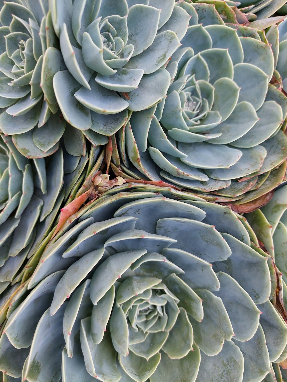 a close up of a bunch of succulents