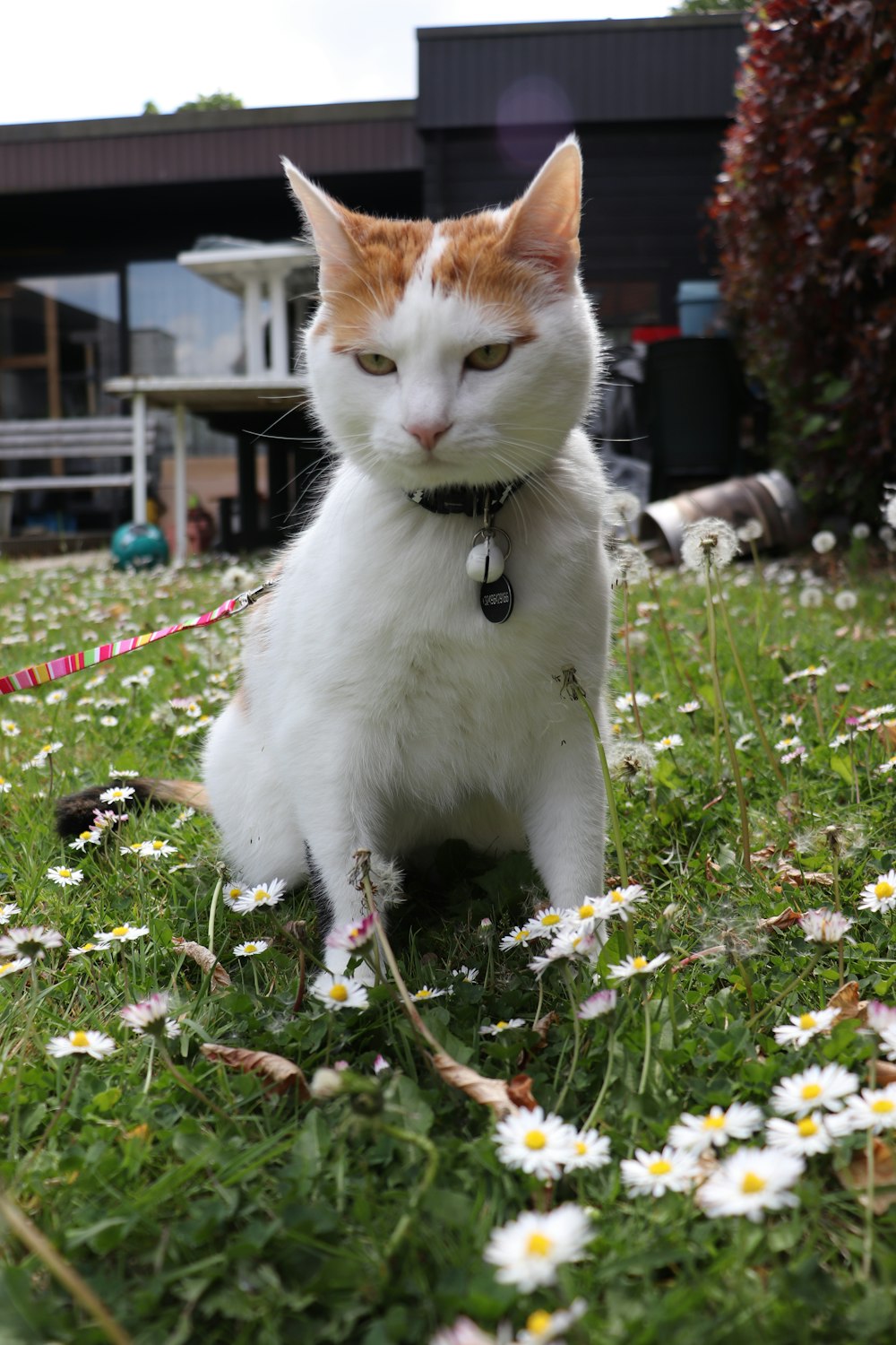 a white and orange cat sitting in a field of daisies