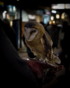 A barn owl is perched on a leather-gloved hand, surrounded by a dimly lit, urban environment. The focus is on the owl, highlighting its distinct facial features and mottled brown-and-white plumage. The background is slightly blurred, offering glimpses of light sources and indistinct figures that suggest activity and movement.