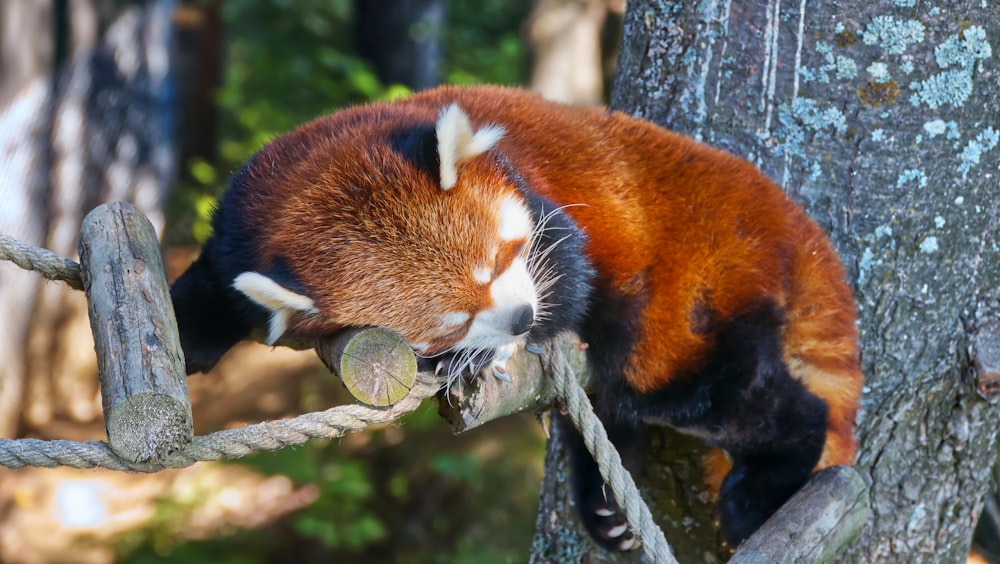 um panda vermelho subindo em um galho de árvore