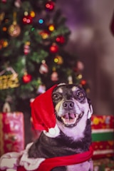 A dog is wearing a red Santa hat and a matching outfit, smiling widely in front of a decorated Christmas tree with colorful baubles and lights. Wrapped presents are visible in the background, enhancing the festive atmosphere.