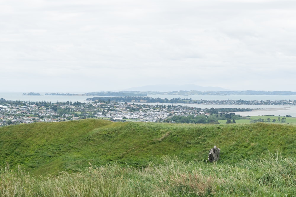 a cow standing on top of a lush green hillside