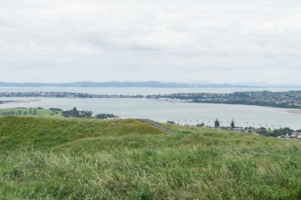 a sheep standing on top of a lush green hillside