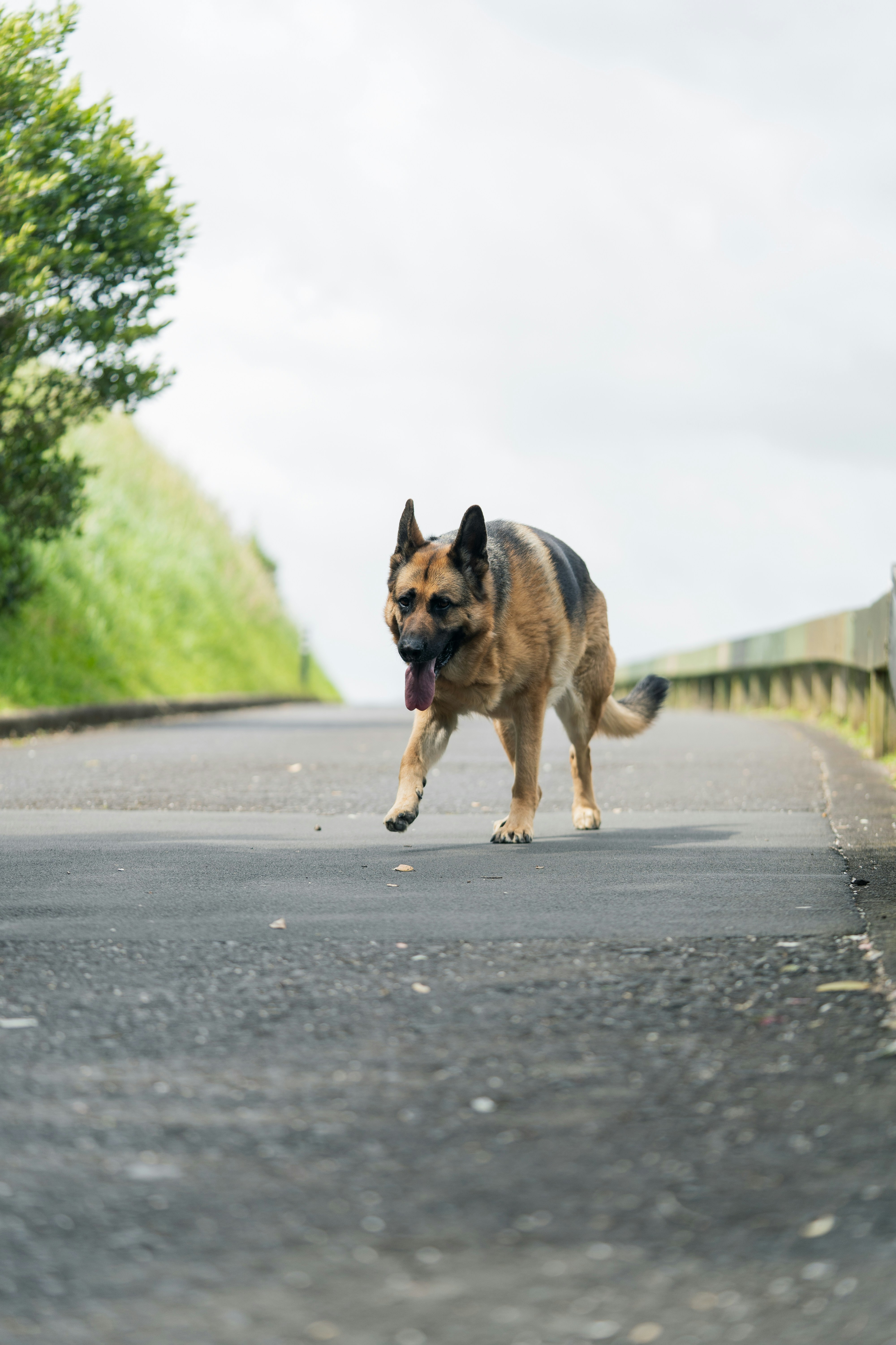 Duits boslandschap met wandelpaden voor honden