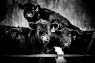 Three black cattle are standing close together, each with an ear tag displaying numbers. Their expressions appear calm and inquisitive. The background is blurred, suggesting an outdoor setting, possibly on a farm.